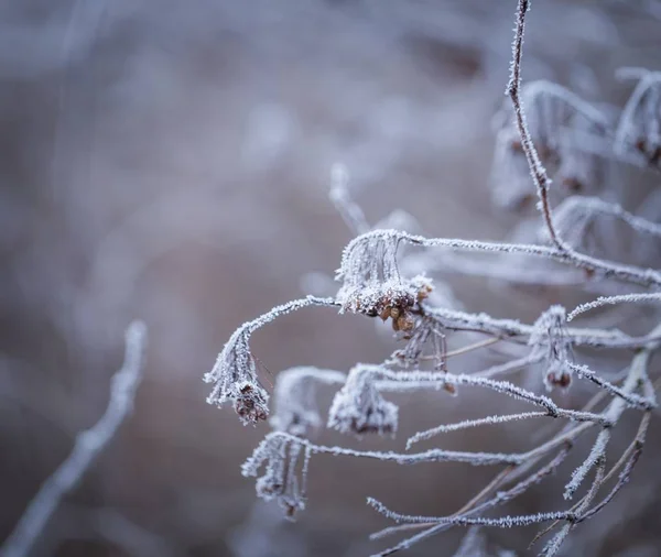 Rime op planten — Stockfoto