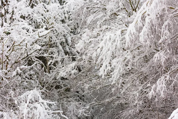 Belos galhos de árvores de inverno com muita neve — Fotografia de Stock