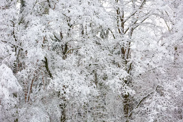 Hermosos árboles de invierno ramas con mucha nieve —  Fotos de Stock