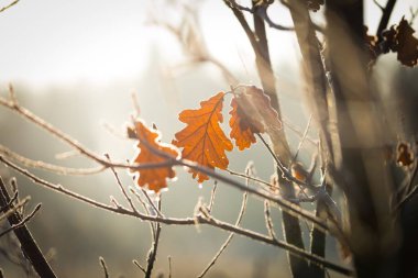 Hoarfrost dalı üzerinde meşe yaprağı üzerinde