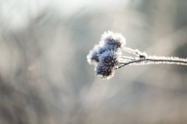 Bitkiler üzerinde beyaz hoarfrost soyut makro