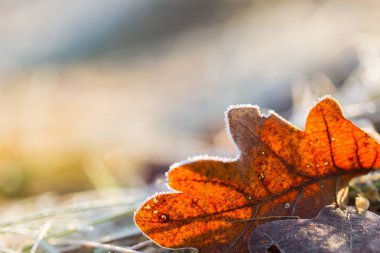 düşmüş yaprak makro.