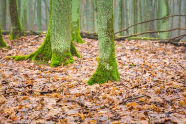 Tarafından yeşil yosun kaplı ağaç gövdesi