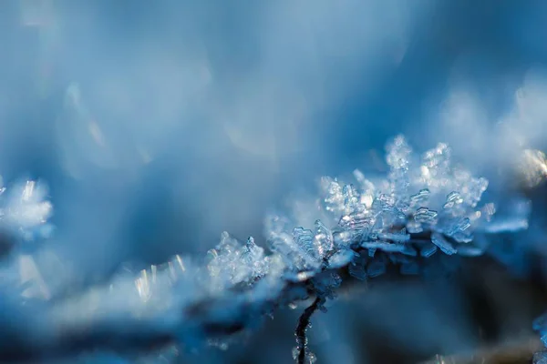 Närbild av rimfrost på växter. — Stockfoto