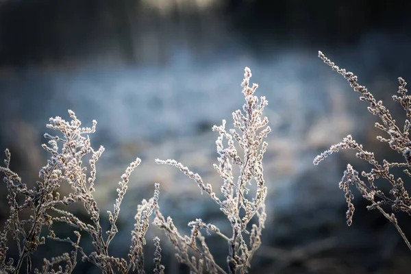 Abstrakta makro av vit rimfrost på växter — Stockfoto