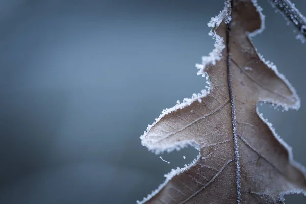 Belo galho de árvore congelada com folhas mortas — Fotografia de Stock