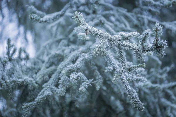 Spruce tree branch with rime — Stock Photo, Image