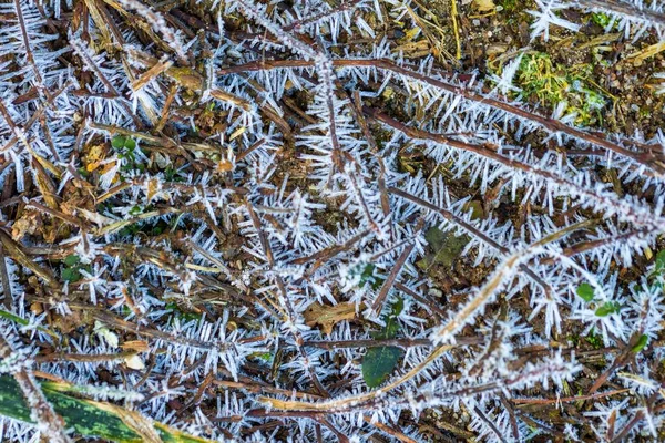 Bitkiler üzerinde buz yapısı — Stok fotoğraf