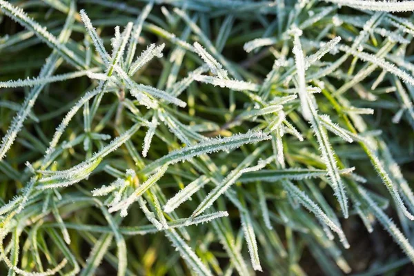 Hoarfrost on grass in winter — Stock Photo, Image