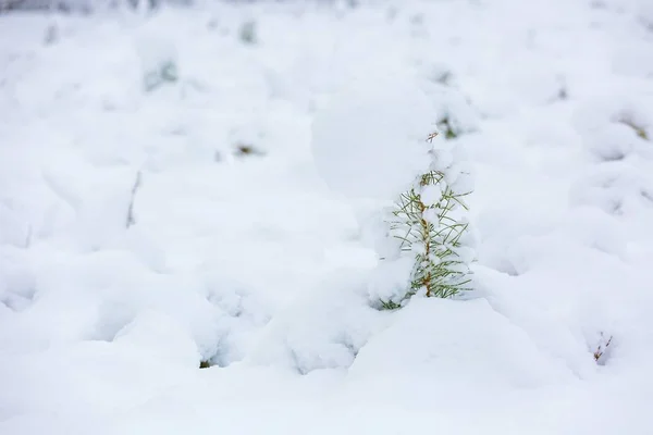 Pequenos pinheiros sob neve . — Fotografia de Stock