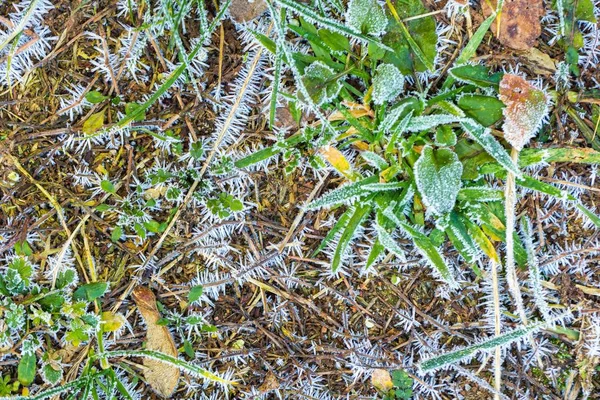 Estrutura de gelo em plantas — Fotografia de Stock