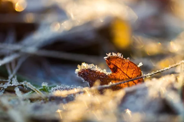 Primo piano di foglia caduta con rime — Foto Stock