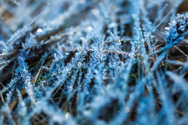 식물에 얼음 구조 — 스톡 사진