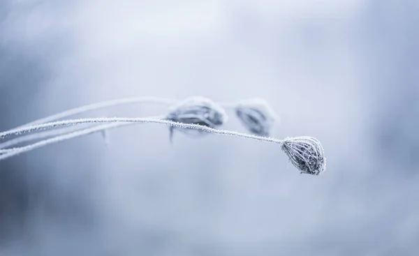 Makro av växt med rimfrost. — Stockfoto