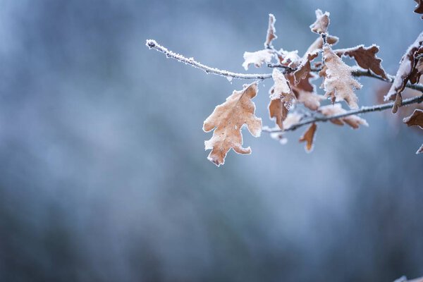 Beautiful frozen tree branch with  dead leaves