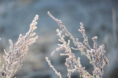 Bitkiler üzerinde beyaz hoarfrost soyut makro