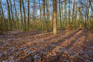 Kış veya geç sonbahar orman