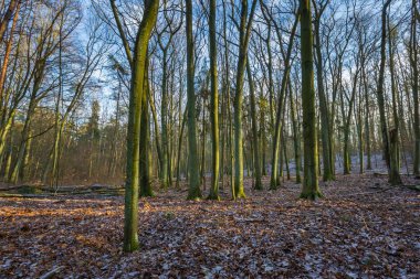 Kış veya geç sonbahar orman