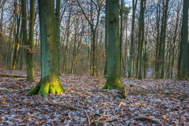 Kış veya geç sonbahar orman