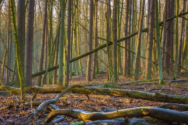Kış veya geç sonbahar orman