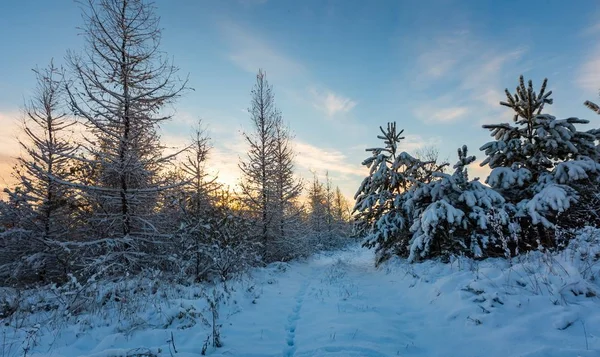 Fantástica paisagem de inverno da manhã — Fotografia de Stock