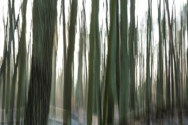 Streszczenie lasu zdjęcie — Zdjęcie stockowe