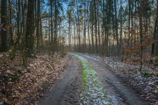 Zimą lub późno jesienny Las — Zdjęcie stockowe