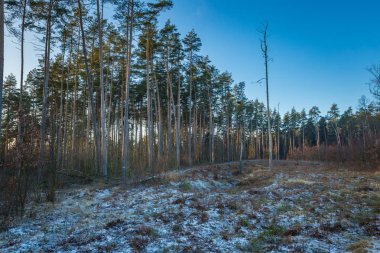 Kış veya geç sonbahar orman