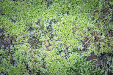 Yeşil yosun in rime'ı