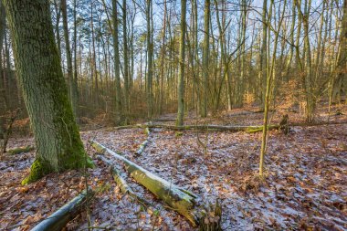 Kış veya geç sonbahar orman