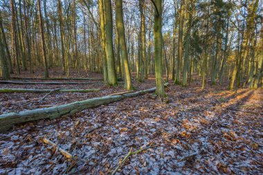 Kış veya geç sonbahar orman