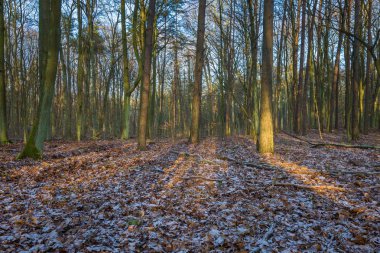 Kış veya geç sonbahar orman