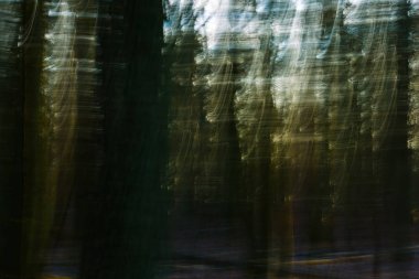 Soyut orman fotoğraf