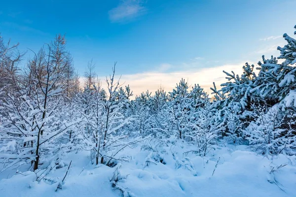 Fantástico paisaje de invierno matutino —  Fotos de Stock