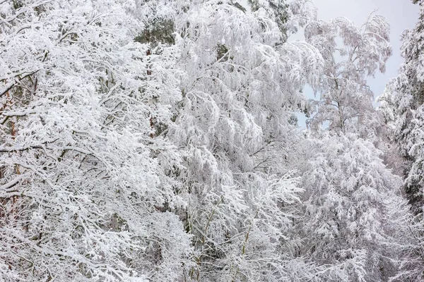 Beautiful winter trees branches with a lot of snow — Stock Photo, Image