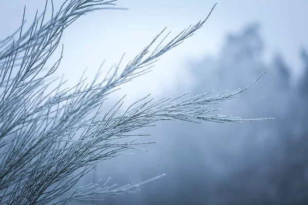 겨울에 수 빙으로 빗자루 나뭇가지 — 스톡 사진