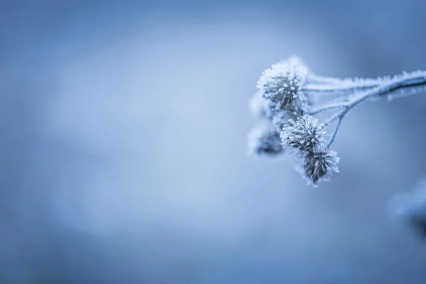 Rime op planten — Stockfoto