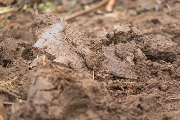 Frisse bodem in tuin — Stockfoto