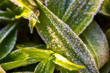 Bitkiler üzerinde buz yapısı