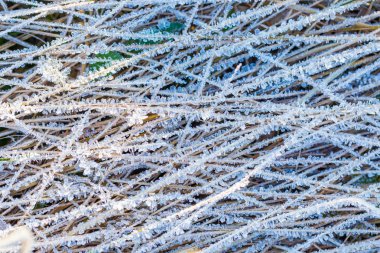 Bitkiler üzerinde buz yapısı
