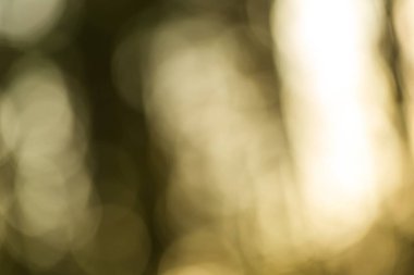 Kış orman bokeh arka plan