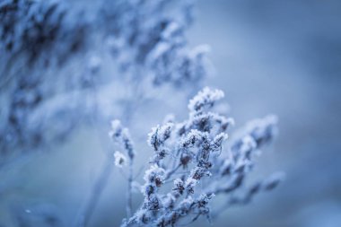 bitkiler üzerinde kırağı