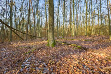 Kış veya geç sonbahar orman