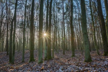 Kış veya geç sonbahar orman