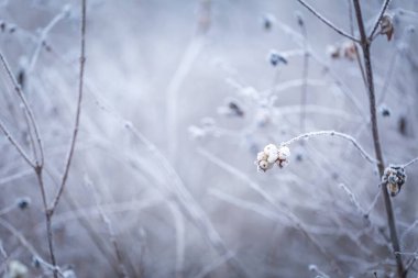 bitkiler üzerinde kırağı