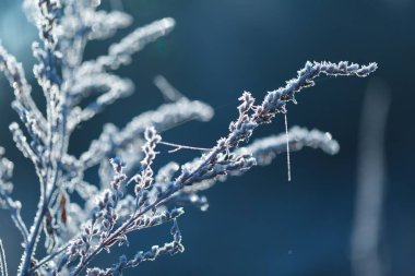 Bitkiler üzerinde beyaz hoarfrost soyut makro