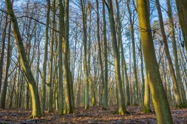 Kış veya geç sonbahar orman