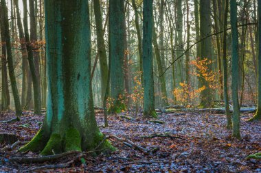 Kış veya geç sonbahar orman