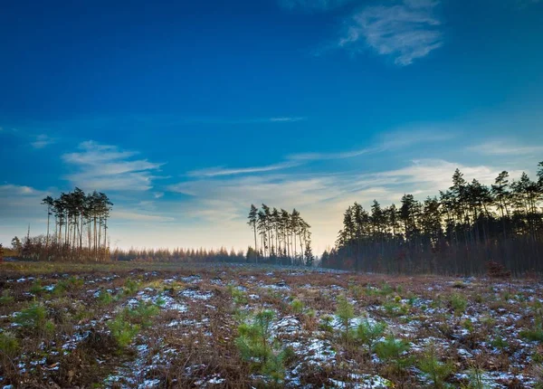 Winter of late herfst bos — Stockfoto