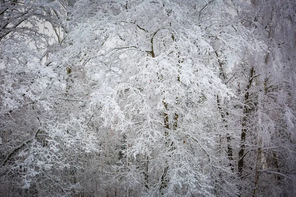 Belles branches d'arbres d'hiver avec beaucoup de neige — Photo